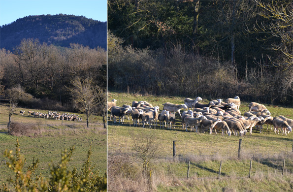 Lacaune-får