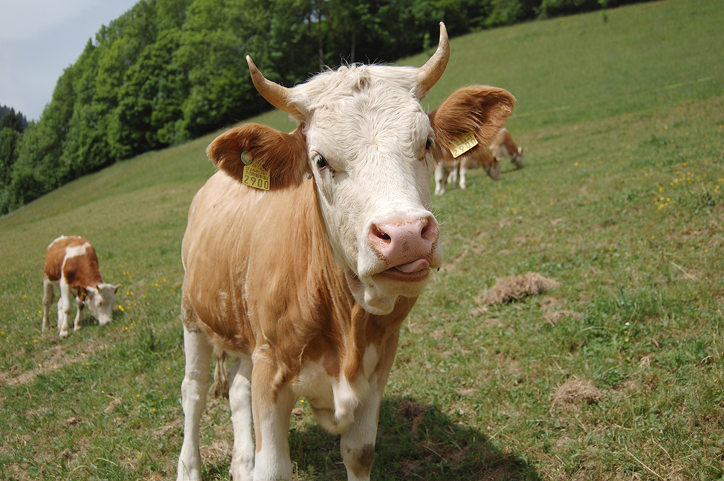 Ko i Schweiz