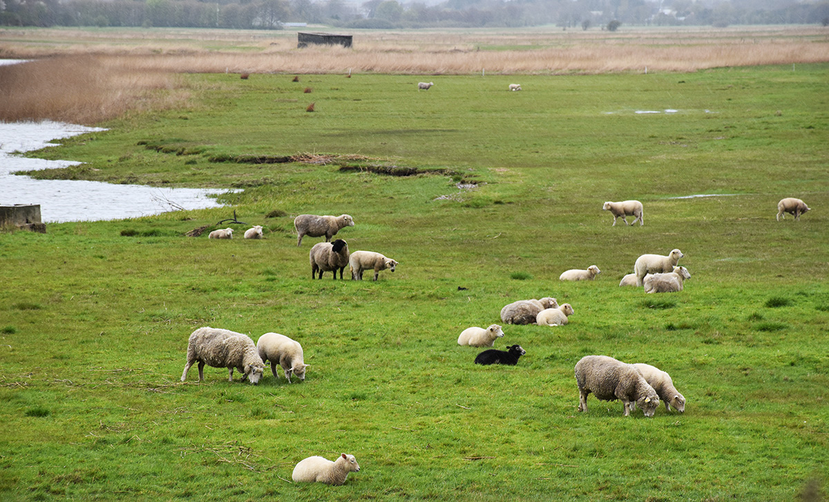 Naturpark Vadehavet