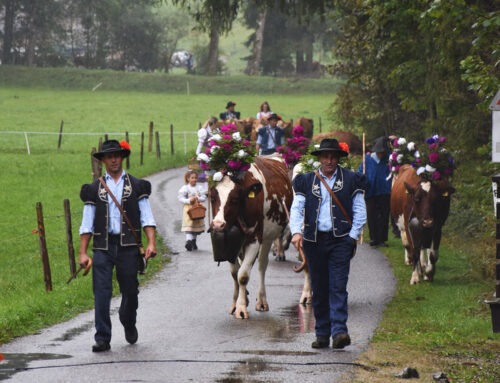 Den ultimative ko-fest (koparade)