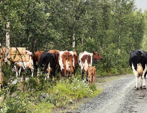 Sommerferie på sæteren