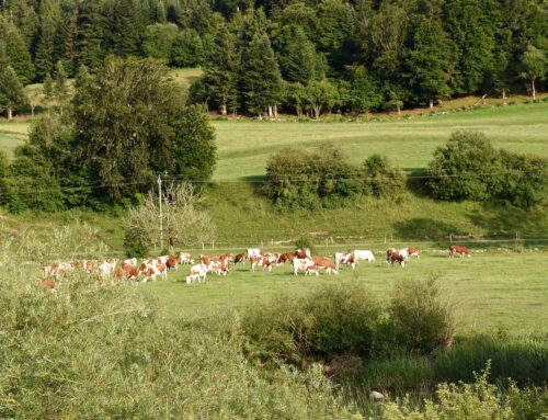 Grantræets rolle for Mont d’Or-osten