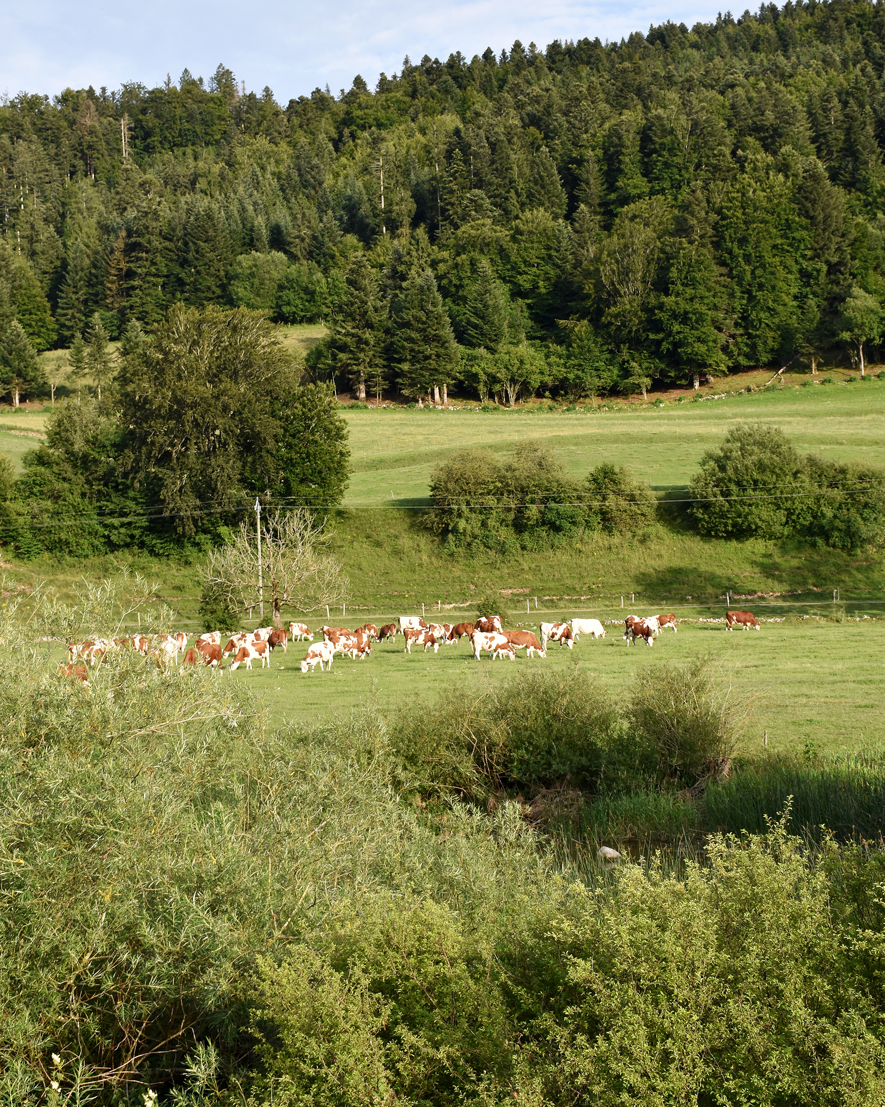 Jura