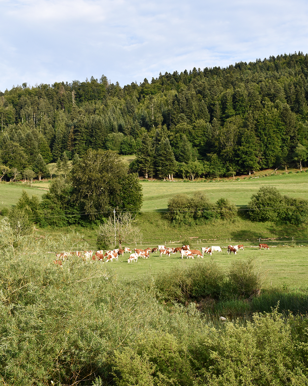 Jura